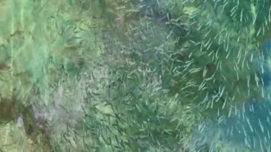 İnanılmaz güzel gök mavisi su ve bir sürü küçük balık, sudaki yelkenlinin mecburiyetinin yansıması, güneşli hava