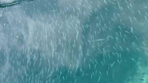 Unglaublich schönes azurblaues Wasser und viele kleine Fische, der Widerschein des Mostes eines Segelbootes auf dem Wasser, sonniges Wetter — Stockvideo