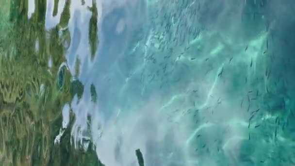 Incredibilmente bella acqua azzurra e molti piccoli pesci, il riflesso del mosto della barca a vela sull'acqua, tempo soleggiato — Video Stock