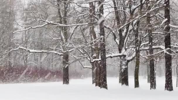 Neve pesada em um parque selvagem, grandes flocos de neve estão caindo lentamente, as pessoas estão caminhando à distância, a neve está nas folhas ainda incomparáveis de árvores, tempestade de neve, nevasca, ninguém — Vídeo de Stock