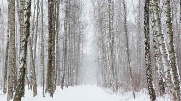 Erős hóesés egy vad parkban, nagy hópelyhek hullanak lassan, emberek járnak a távolban, hó fekszik a még páratlan fák levelein, hóvihar, hóvihar, senki. — Stock videók