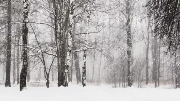 Vahşi bir parkta şiddetli kar yağışı, büyük kar taneleri yavaşça düşüyor, insanlar uzaklarda yürüyor, hala eşi benzeri görülmemiş ağaç yaprakları üzerinde kar yatıyor, kar fırtınası, kar fırtınası, hiç kimse — Stok video