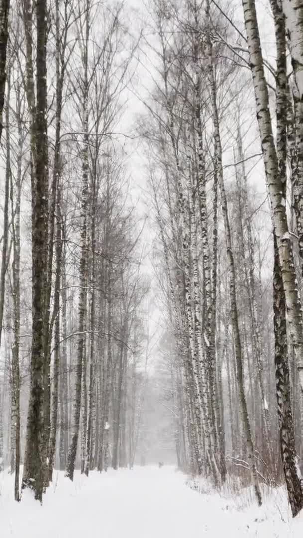 Kraftigt snöfall i en vild park, stora snöflingor faller långsamt, folk går i fjärran, snön ligger på ännu oöverträffade löv av träd, snöstorm, snöstorm, ingen — Stockvideo