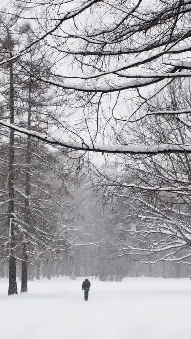 Vahşi bir parkta şiddetli kar yağışı, büyük kar taneleri yavaşça düşüyor, insanlar uzaklarda yürüyor, hala eşi benzeri görülmemiş ağaç yaprakları üzerinde kar yatıyor, kar fırtınası, kar fırtınası, hiç kimse — Stok video
