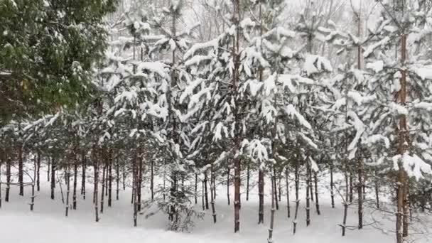 Erős hóesés egy vad parkban, nagy hópelyhek hullanak lassan, kis zöld fák a hó alatt, hó fekszik a még páratlan fák levelein, hóvihar, hóvihar, senki — Stock videók