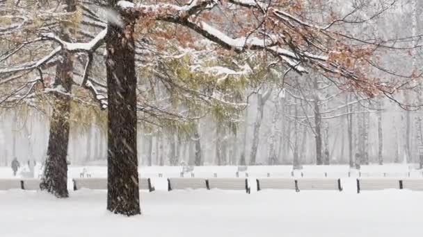 Silný sníh v divokém parku, velké vločky sněhu pomalu padají, lidé kráčejí v dálce, mnoho laviček pod sněhem, sníh leží na stále bezpříkladných listech stromů, vánice — Stock video