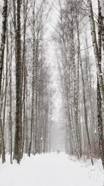 Vahşi bir parkta şiddetli kar yağışı, büyük kar taneleri yavaşça düşüyor, insanlar uzaklarda yürüyor, hala eşi benzeri görülmemiş ağaç yaprakları üzerinde kar yatıyor, kar fırtınası, kar fırtınası, hiç kimse