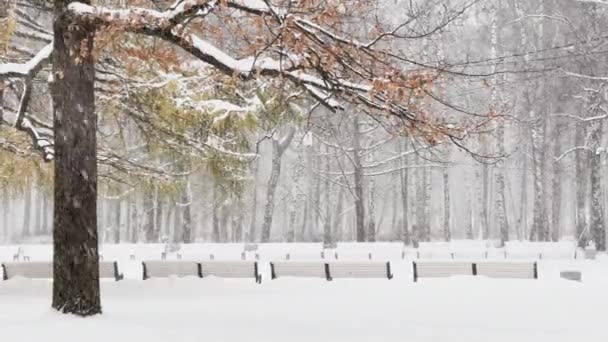 野生公园里大雪纷飞，大片大片的雪缓缓落下，人们在远方行走，雪下有许多长椅，雪落在仍然无与伦比的树叶上，暴风雪 — 图库视频影像