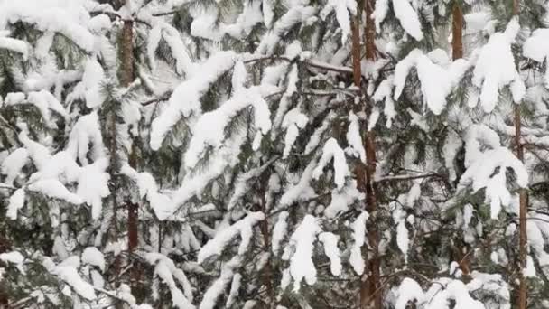 Fuertes nevadas en un parque salvaje, grandes copos de nieve están cayendo lentamente, pequeños árboles verdes bajo la nieve, nieve yace en las hojas aún inigualables de los árboles, tormenta de nieve, ventisca, nadie — Vídeos de Stock