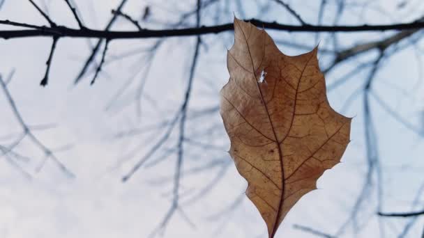 Eenzame gele bladeren op kale takken in de winter — Stockvideo