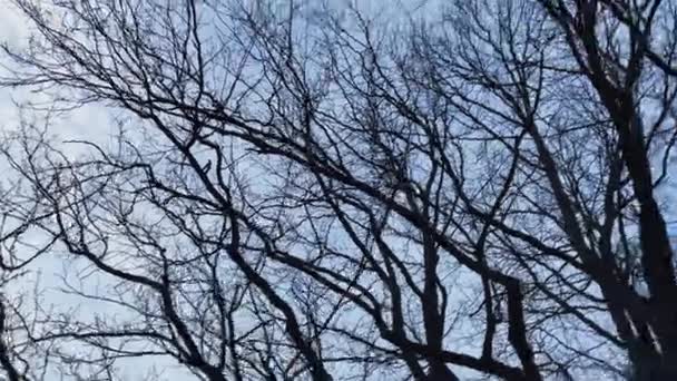 Ramas de árboles desnudos contra el cielo en otoño profundo, tristeza y depresión — Vídeos de Stock