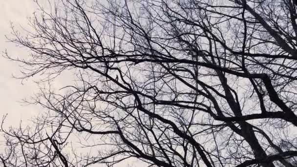 Des branches d'arbres nues contre le ciel en automne profond, tristesse et dépression — Video