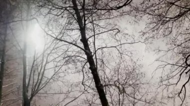 Gece parkında kar fırtınası, parkın sokak ışıklarıyla aydınlanan kar, siyah ağaç dalları.