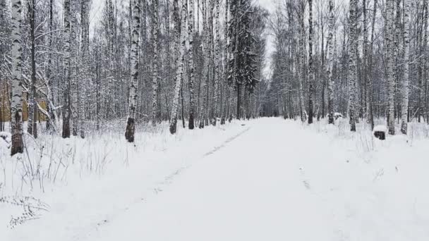 Floresta vazia coberta de neve, troncos de bétula preto e branco e outras árvores, ninguém no parque, paz e tranquilidade — Vídeo de Stock
