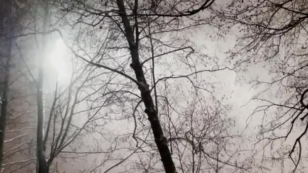Χιόνι καταιγίδα στο πάρκο νύχτα, χιόνι φωτίζεται από το φωτισμό του δρόμου του πάρκου, μαύρο δέντρο κλαδιά — Αρχείο Βίντεο