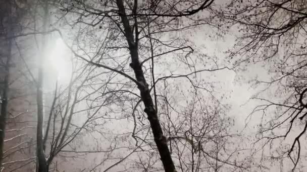 Tormenta de nieve en el parque nocturno, nieve iluminada por el alumbrado público del parque, ramas de árbol negro — Vídeos de Stock