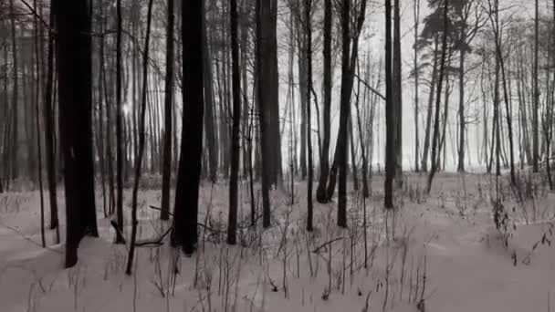 夜晚的暴风雪，雪地上点亮了公园的街灯，黑树分枝 — 图库视频影像
