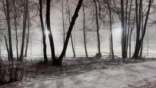 Snow storm in the night park, snow illuminated by the street lighting of the park, black tree branches — Stock Video