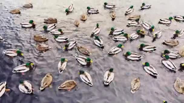 Veel eenden met een groene kop zwemmen bij zonsondergang in het water. Eenden aan een meer of rivier in de winter. Draken. Voereenden, eendenvoer, roze poten — Stockvideo