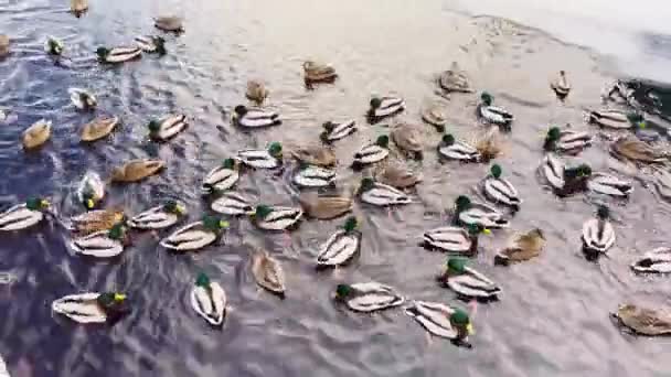 Dużo kaczek z zieloną głową pływa w wodzie o zachodzie słońca. Kaczki na jeziorze lub rzece w okresie zimowym. Drake 'owie. Karmienie kaczek, karmienie kaczek, różowe łapki — Wideo stockowe