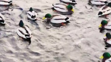 Gün batımında yeşil başlı birçok erkek ördek suda yüzer. Kış zamanı nehirde ya da gölde ördekler. Drakeler. Ördekleri besle, ördekleri besle, pembe patileri