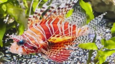 Kırmızı renkteki güzel aslan balığı algler ve taşlar, renkli sualtı görüntüleri ve sualtı dünyasının gök gürültülü fırtınası arasında rahatça yüzer.