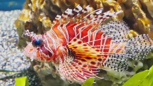 El hermoso pez león de color rojo nada tranquilamente entre algas y piedras, imágenes submarinas coloridas, tormenta del mundo submarino — Vídeo de stock