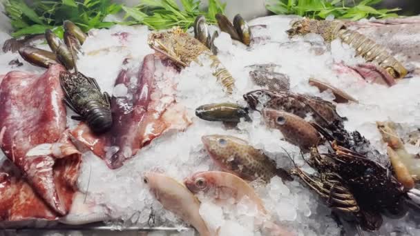 Close up footage of a variety of fresh Seafood on the counter with fine crushed ice, crabs, lobsters, different types of fish, shrimps, cuttlefish, shells, there is cold steam, shine in the light — Vídeo de Stock