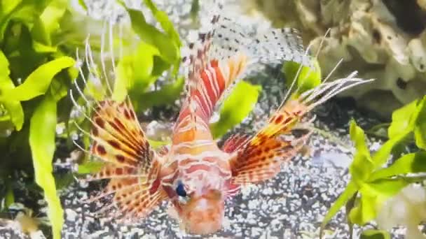 The beautiful lionfish of red color swims leisurely among algae and stones, colorful underwater footage, thunderstorm of the underwater world — Vídeo de Stock