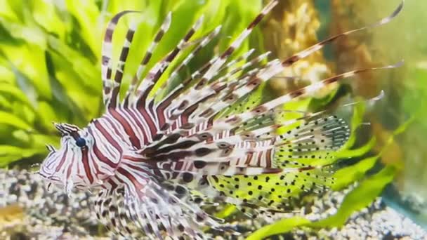 The beautiful lionfish of burgundy color swims leisurely among algae and stones, colorful underwater footage, thunderstorm of the underwater world — Stock Video