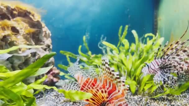 The beautiful lionfish of red color swims leisurely among algae and stones, colorful underwater footage, thunderstorm of the underwater world — Vídeo de Stock
