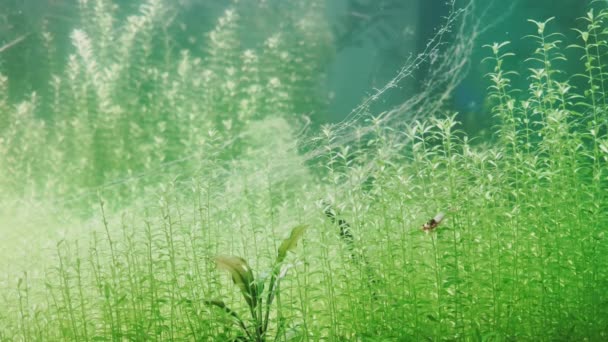 Een eenzame garnaal zwemt in groene algen — Stockvideo