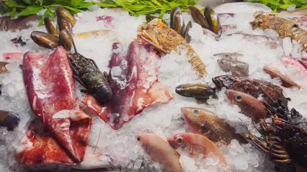Close up footage of a variety of fresh Seafood on the counter with fine crushed ice, crabs, lobsters, different types of fish, shrimps, cuttlefish, shells, there is cold steam, shine in the light — Stockvideo