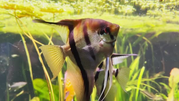 Dunia bawah air di akuarium dengan berbagai spesies ikan di antara ganggang hijau terang, batu berwarna-warni, indah ikan menakjubkan dengan sirip besar dan bentuk — Stok Video