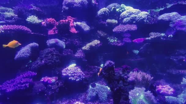 Monde sous-marin dans un aquarium avec différentes espèces de poissons parmi les algues vert vif, pierres colorées, beaux poissons étonnants avec de grandes nageoires et formes — Video