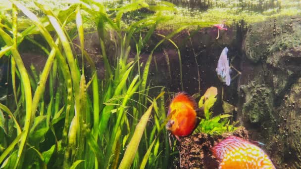 Underwater world in an aquarium with different species of fish among bright green algae, colorful stones, Beautiful amazing fish with large fins and shapes — Vídeo de Stock