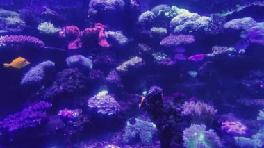 Akvaryumdaki su altı dünyasında farklı balık türleri parlak yeşil yosunlar, renkli taşlar, büyük yüzgeçleri ve şekilleri olan harika balıklar.