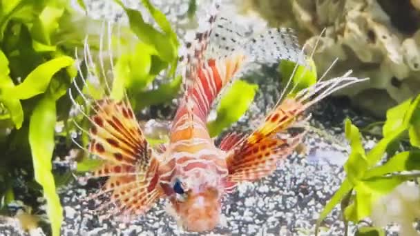 Το όμορφο ψάρι του κόκκινου χρώματος κολυμπά χαλαρά ανάμεσα σε φύκια και πέτρες, πολύχρωμο υποβρύχιο υλικό, καταιγίδα του υποβρύχιου κόσμου — Αρχείο Βίντεο