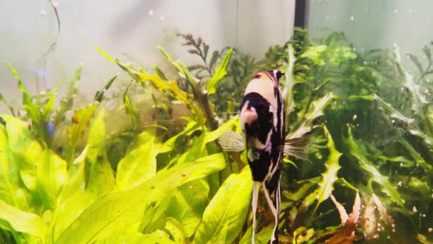 Underwater world in an aquarium with different species of fish among bright green algae, colorful stones, Beautiful amazing fish with large fins and shapes — Stock Video