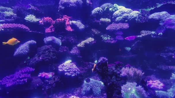 Underwater world in an aquarium with different species of fish among bright green algae, colorful stones, Beautiful amazing fish with large fins and shapes — Vídeo de Stock