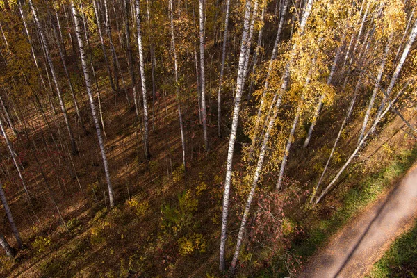 Złota jesień, wierzchołki drzew z lotu ptaka o zachodzie słońca, dron wznosi się nad drzewami, złote korony drzew, ścieżka w lesie — Zdjęcie stockowe