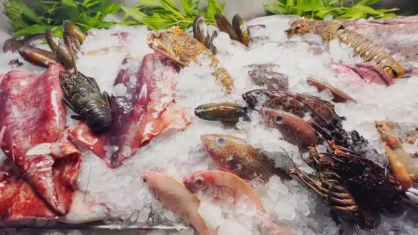 Zamknij materiał z różnych świeżych owoców morza na ladzie z drobnym kruszonym lodem, kraby, homary, różne rodzaje ryb, krewetki, cuttlefish, muszle, jest zimna para, świecą w świetle — Wideo stockowe
