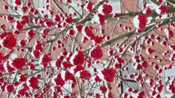 The red rowan berries under the snow, real estate on background, large flakes of snow are slowly falling, snow lies on the still unmatched leaves of trees, snow storm, blizzard, nobody — 图库视频影像