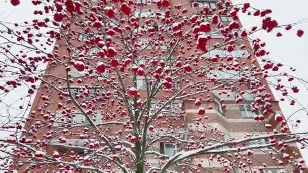 Czerwone jagody łabędzie pod śniegiem, nieruchomości na tle, duże płatki śniegu powoli spadają, śnieg leży na wciąż niezrównanych liściach drzew, burza śnieżna, zamieć śnieżna, nikt — Wideo stockowe