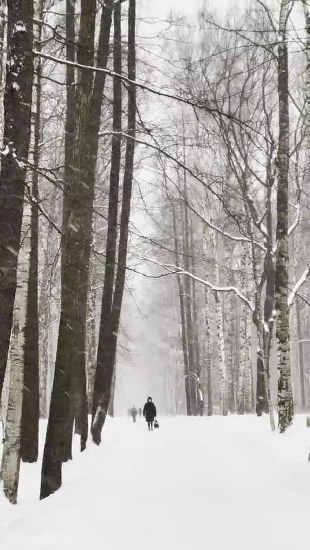 Rusia, San Petersburgo, 04 de diciembre de 2021: La gente camina durante la nieve y disfruta de la naturaleza, las fuertes nevadas en un parque salvaje, los grandes copos de nieve están cayendo lentamente, la gente está caminando a la distancia — Vídeos de Stock