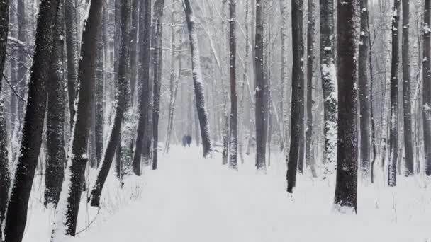 Las fuertes nevadas en un parque salvaje, los grandes copos de nieve están cayendo lentamente, la gente está caminando en la distancia, la nieve yace en las hojas aún inigualables de los árboles, la tormenta de nieve, ventisca — Vídeos de Stock