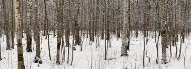 Karla kaplı boş ormanın panoramik görüntüsü, siyah beyaz huş gövdeleri ve diğer ağaçlar, parktaki hiç kimse, huzur ve sükunet