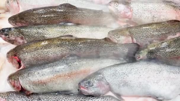 Menutup rekaman potongan-potongan ikan trout segar terletak di es hancur di meja, ada uap dingin, warna menarik ikan, potongan-potongan bersinar ikan dalam cahaya — Stok Video