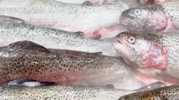 Close up footage of pieces of fresh trout lie on crushed ice on the counter, there is cold steam, juicy color of fish, pieces of fish shine in the light — Video Stock