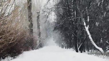 Vahşi bir parkta şiddetli kar yağışı, büyük kar taneleri yavaşça düşüyor, insanlar uzaklarda yürüyor, hala eşi benzeri görülmemiş ağaçların üzerinde kar yatıyor, kar fırtınası, kar fırtınası, kar fırtınası.